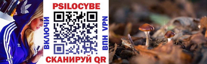 Купить  Новотитаровская  Псилоцибиновые грибы Magic Shrooms 